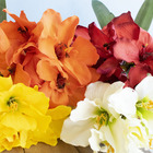 Arranjo De Amarílis Amarelo No Vaso De Vidro | Formosinha